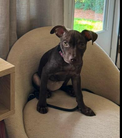 Margot, a Adoptable mixed breed in Eutawville, SC image 3/5