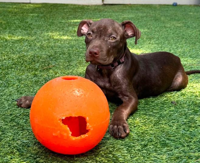Margot, a Adoptable mixed breed in Eutawville, SC image 5/5