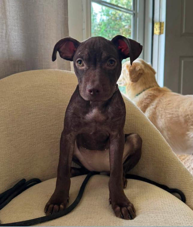 Margot, a Adoptable mixed breed in Eutawville, SC image 4/5