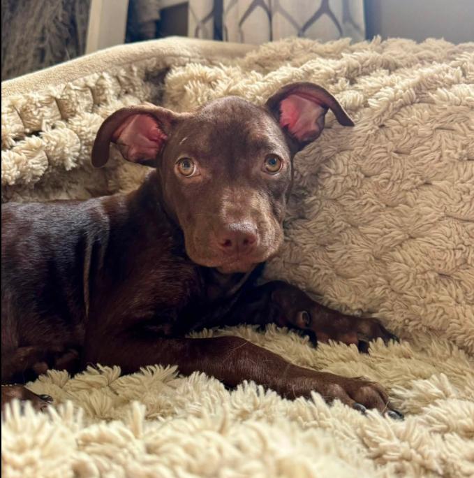 Margot, a Adoptable mixed breed in Eutawville, SC image 2/5