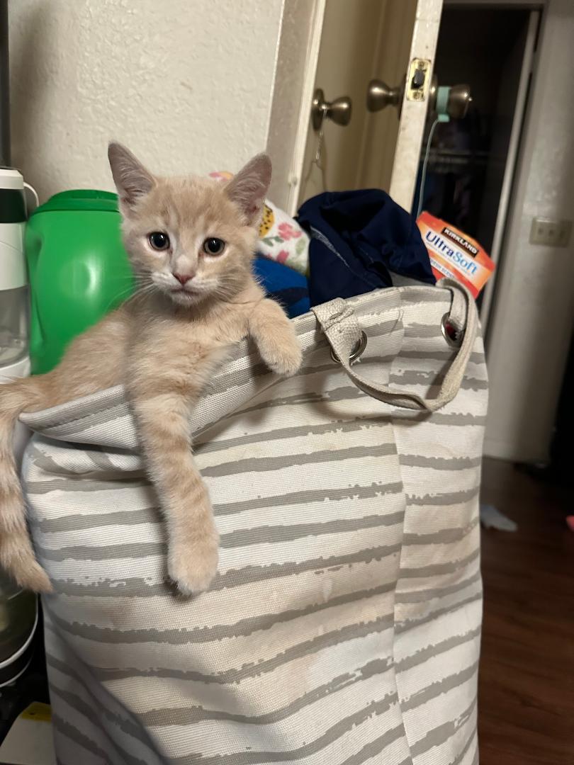 Enlarge Gaspar, a ADOPTABLE Domestic Short Hair in Oceanside, CA image 3/4