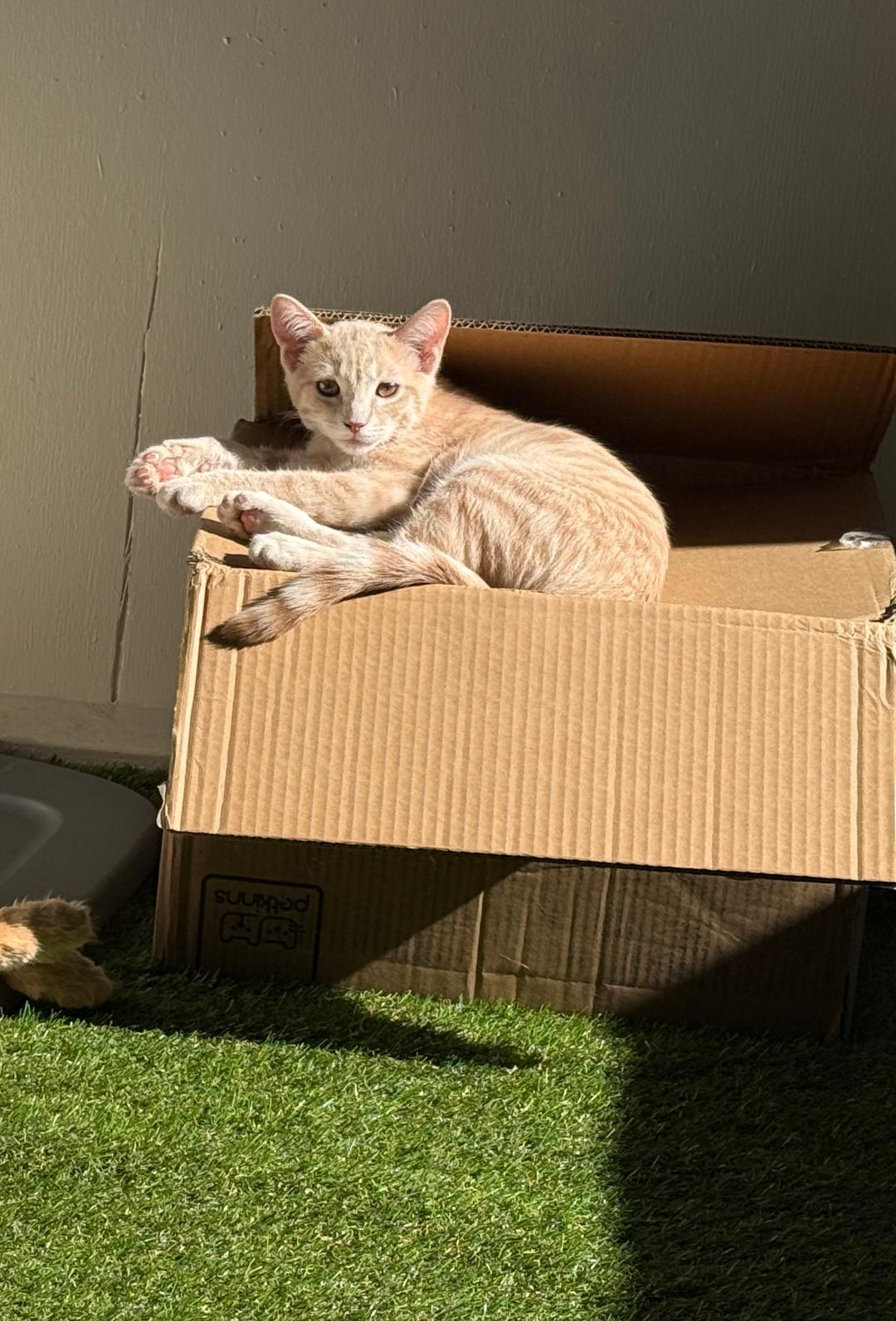 Gaspar, ADOPTABLE, Kitten Male Domestic Short Hair.