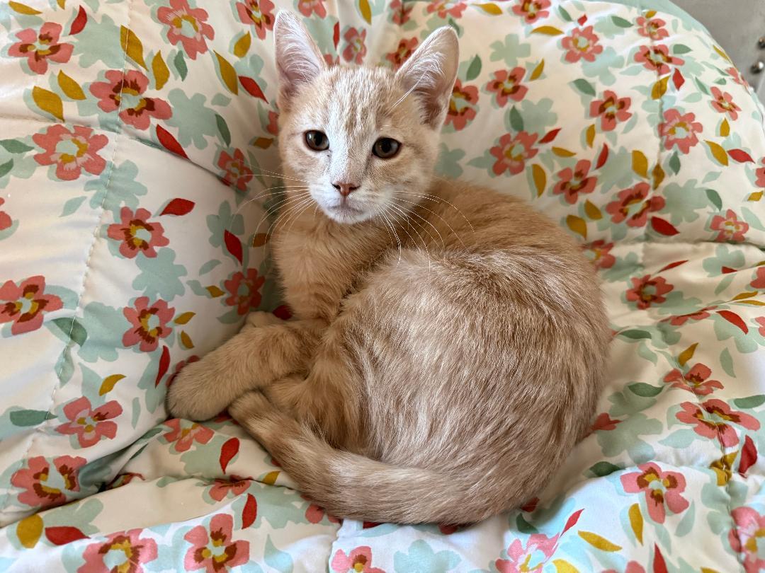 Enlarge Gaspar, a ADOPTABLE Domestic Short Hair in Oceanside, CA image 4/4