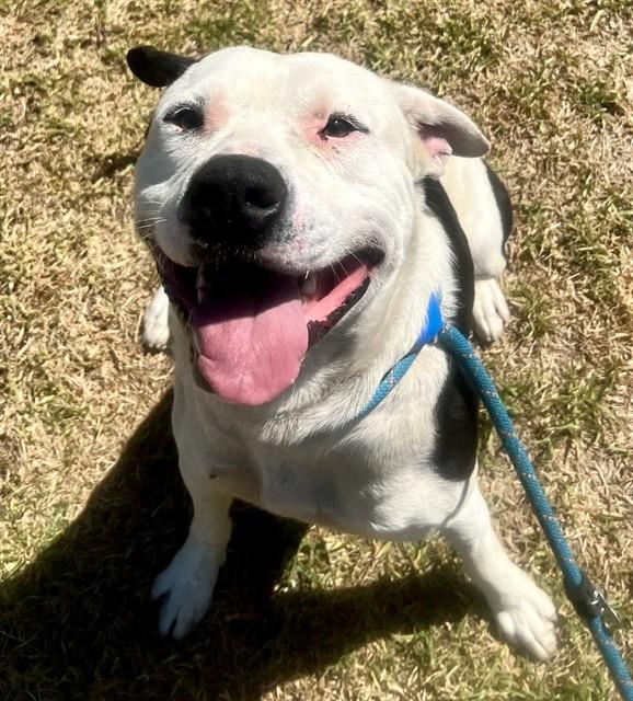 Enlarge BULLSEYE, a Adoptable Pit Bull Terrier in Riverside, CA image 1/1