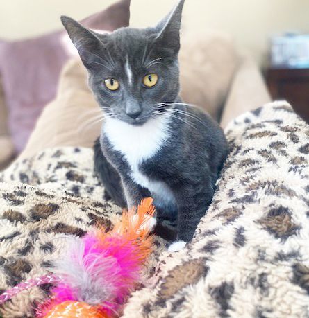 Mr. Whiskers, Adoptable, Kitten Male Domestic Short Hair.