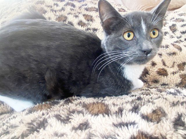 Enlarge Mr. Whiskers, a Adoptable Domestic Short Hair in Mount Prospect, IL image 2/6