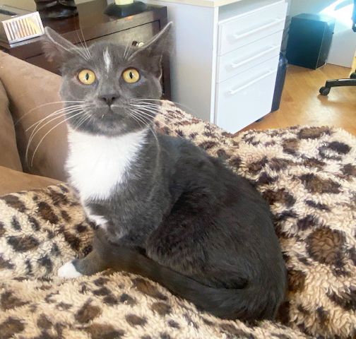 Enlarge Mr. Whiskers, a Adoptable Domestic Short Hair in Mount Prospect, IL image 3/6