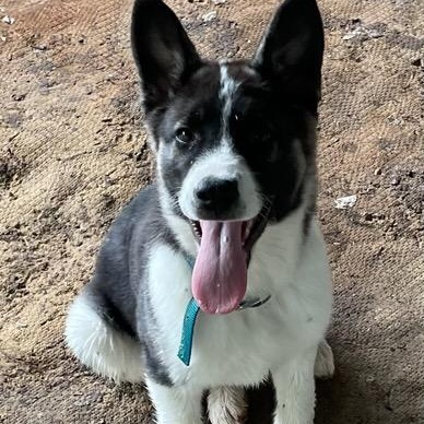 Enlarge Beau, a Adoptable mixed breed in Point, TX image 1/3