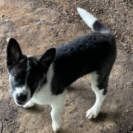 Enlarge Beau, a Adoptable mixed breed in Point, TX image 2/3