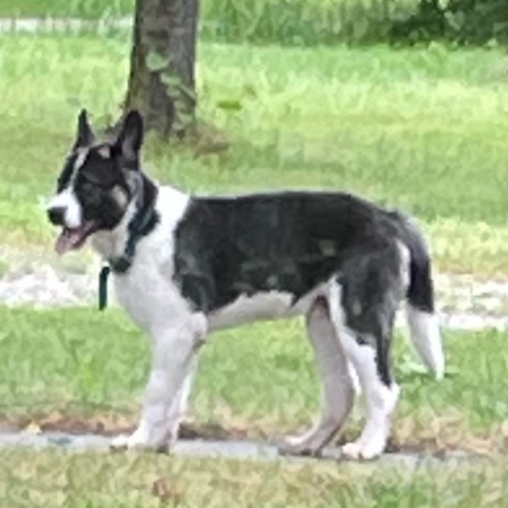 Enlarge Beau, a Adoptable mixed breed in Point, TX image 3/3