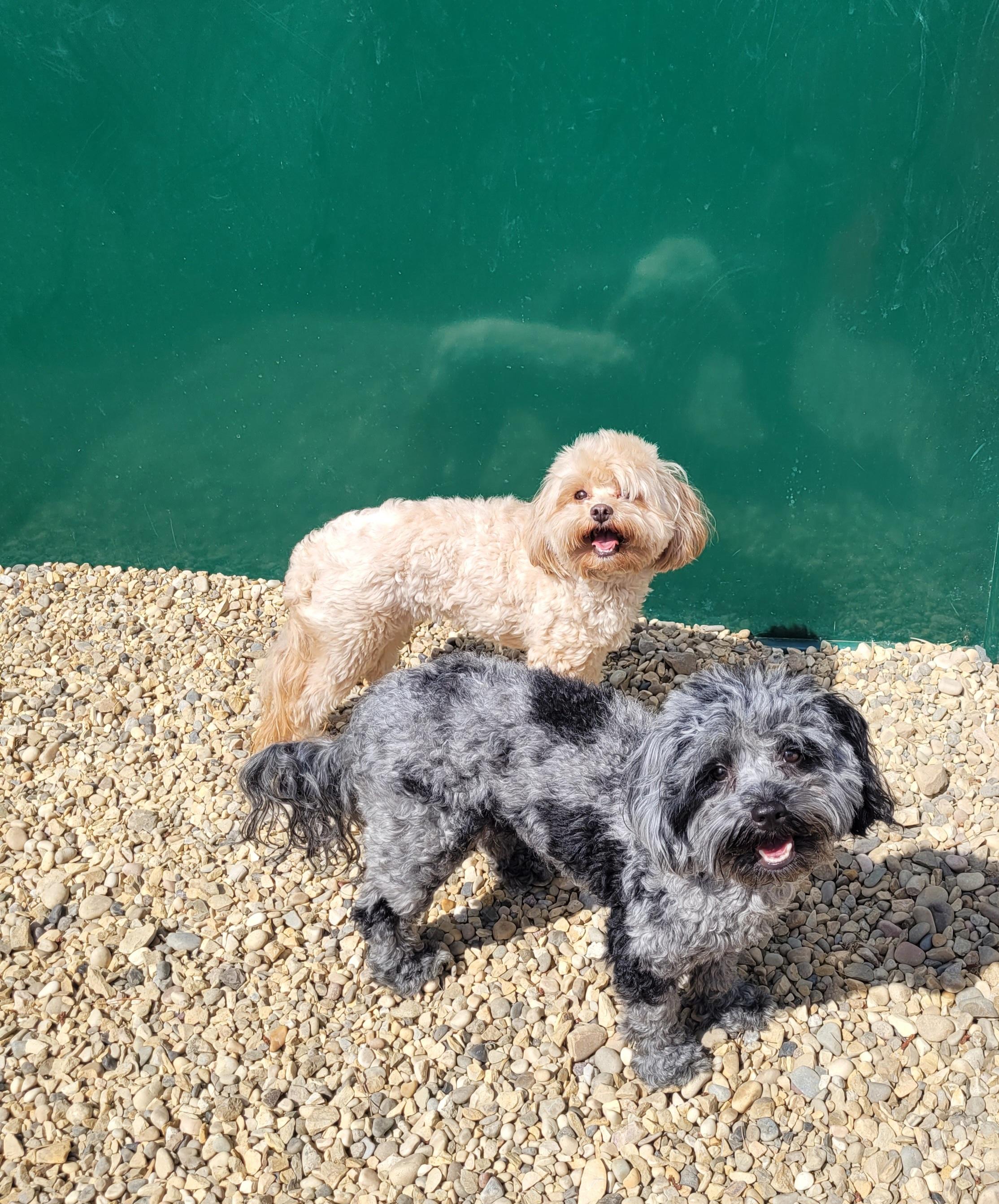 Enlarge Peanut, an adopted mixed breed in Lacombe, AB image 2/8