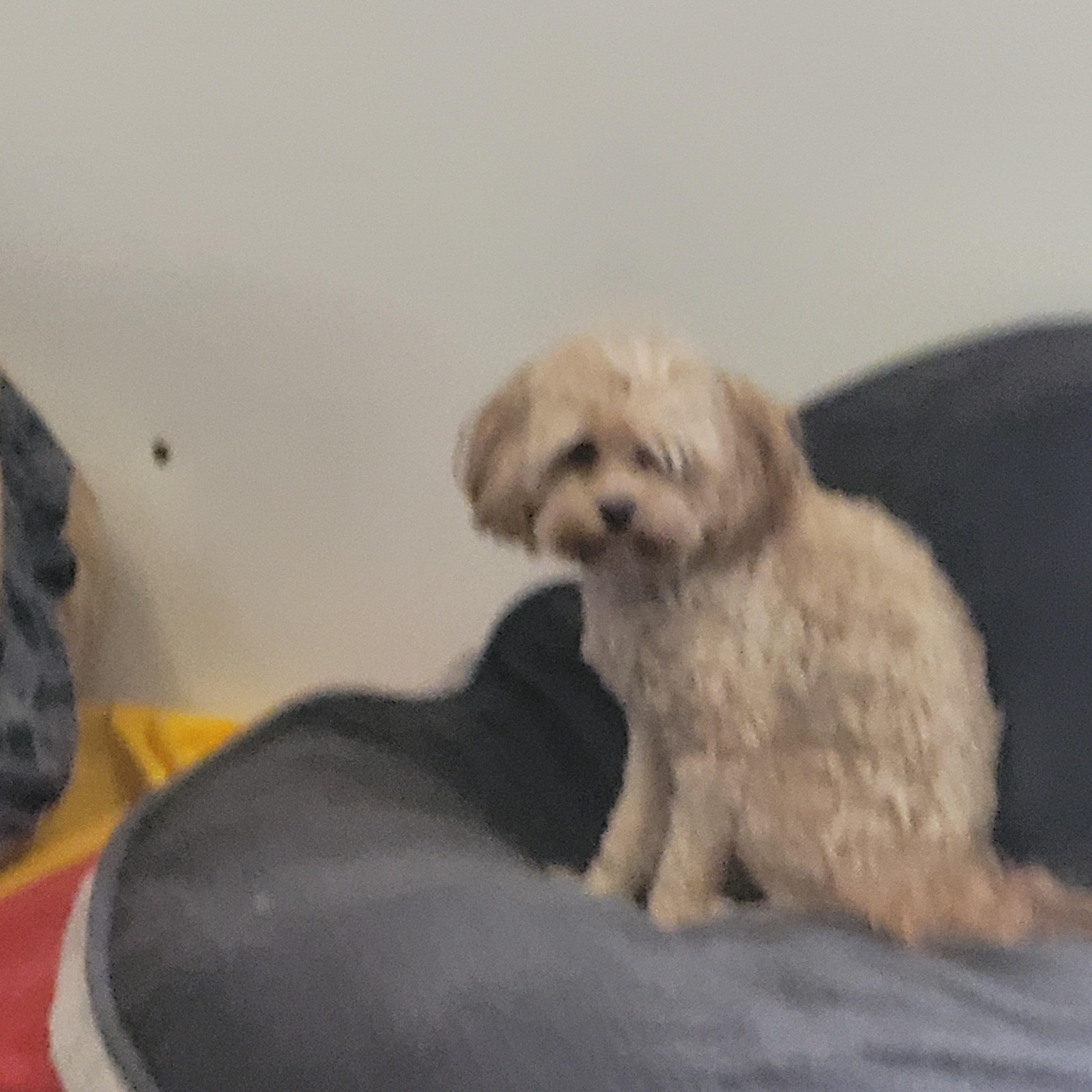 Enlarge Peanut, an adopted mixed breed in Lacombe, AB image 3/8