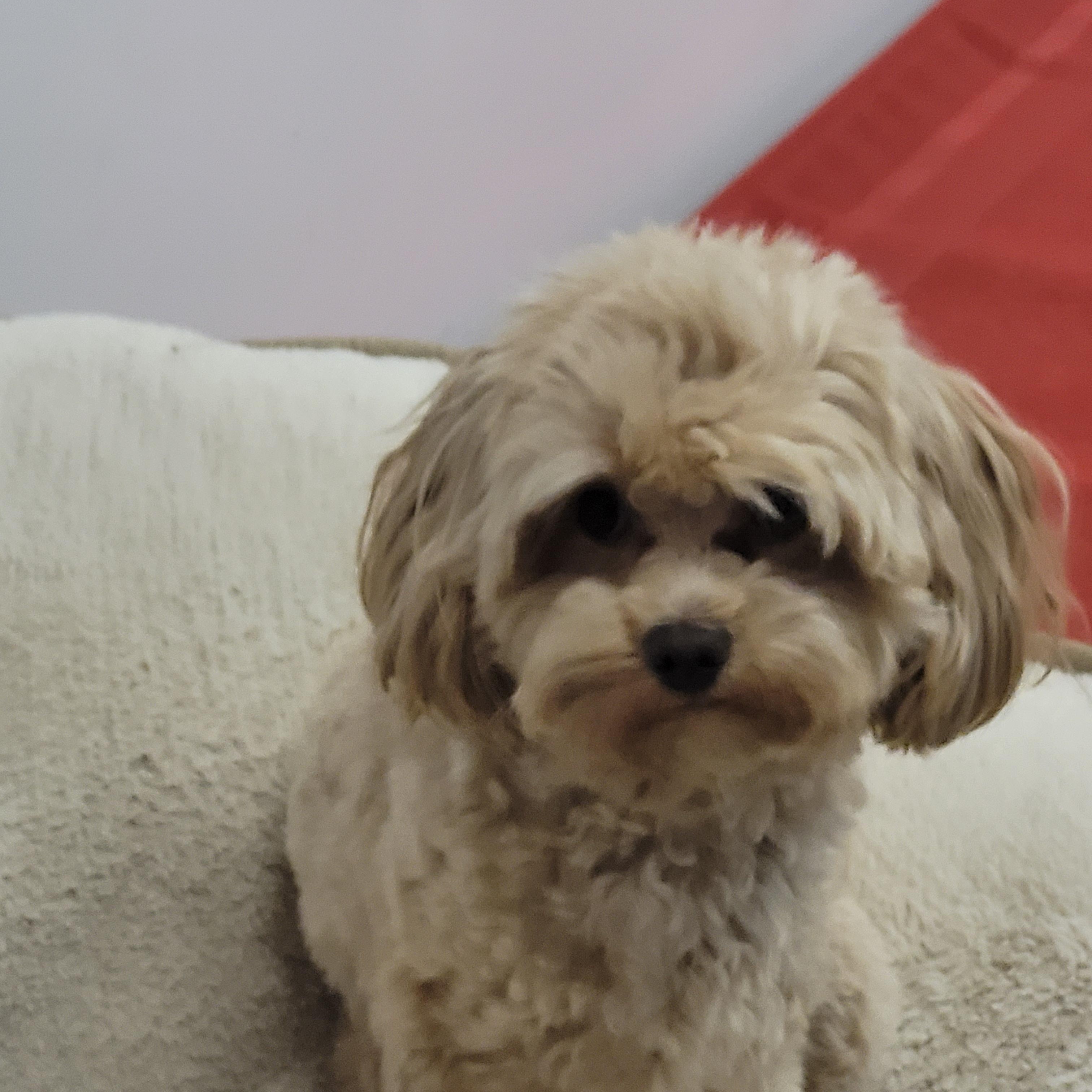 Enlarge Peanut, an adopted mixed breed in Lacombe, AB image 6/8