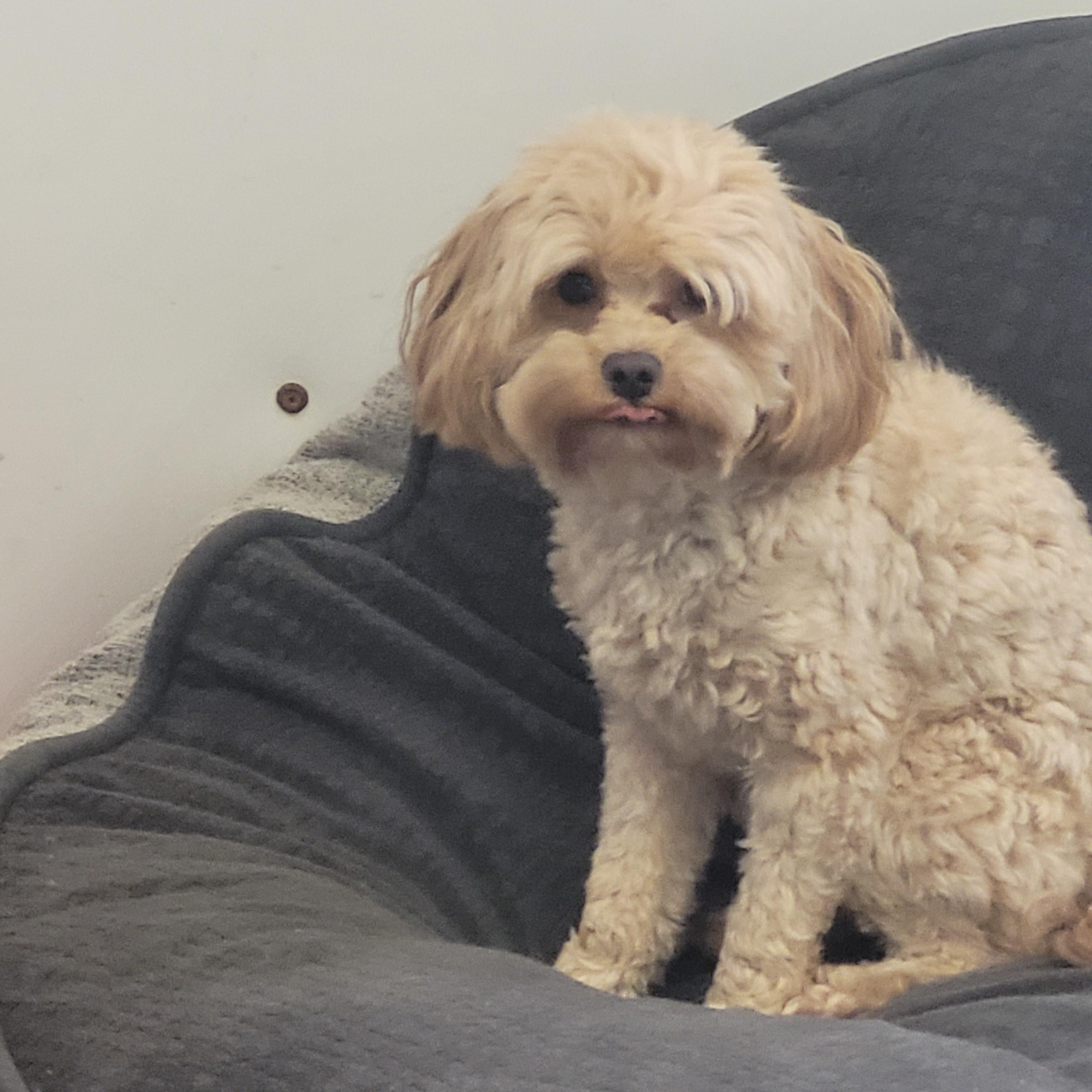 Enlarge Peanut, an adopted mixed breed in Lacombe, AB image 1/8