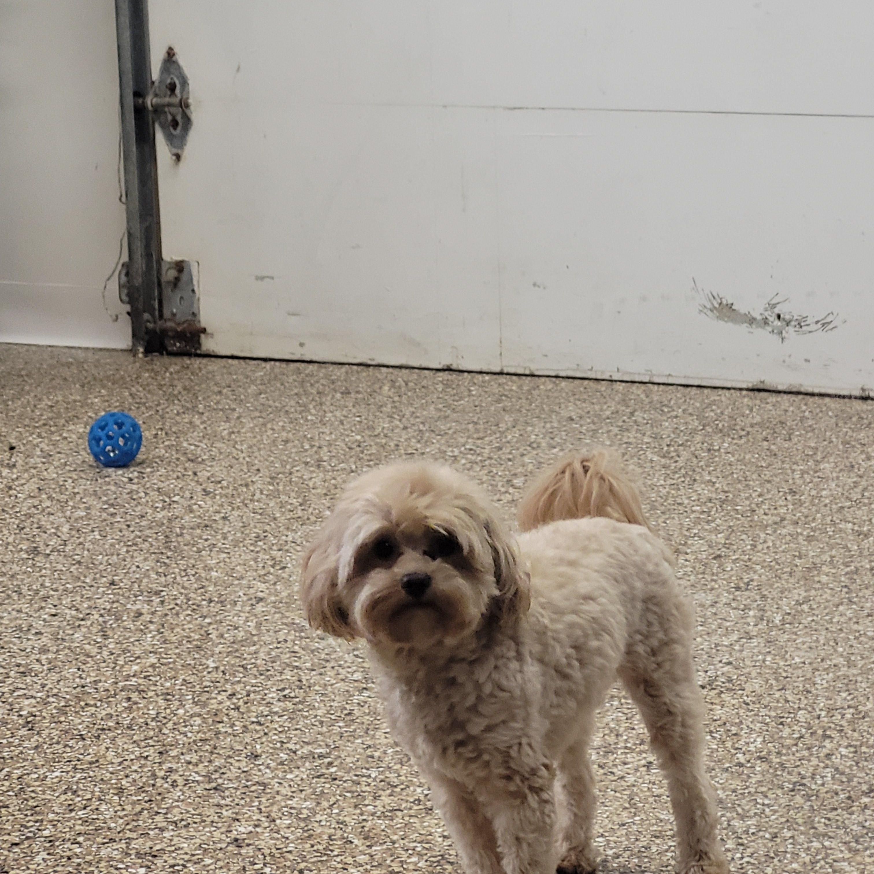 Enlarge Peanut, an adopted mixed breed in Lacombe, AB image 7/8