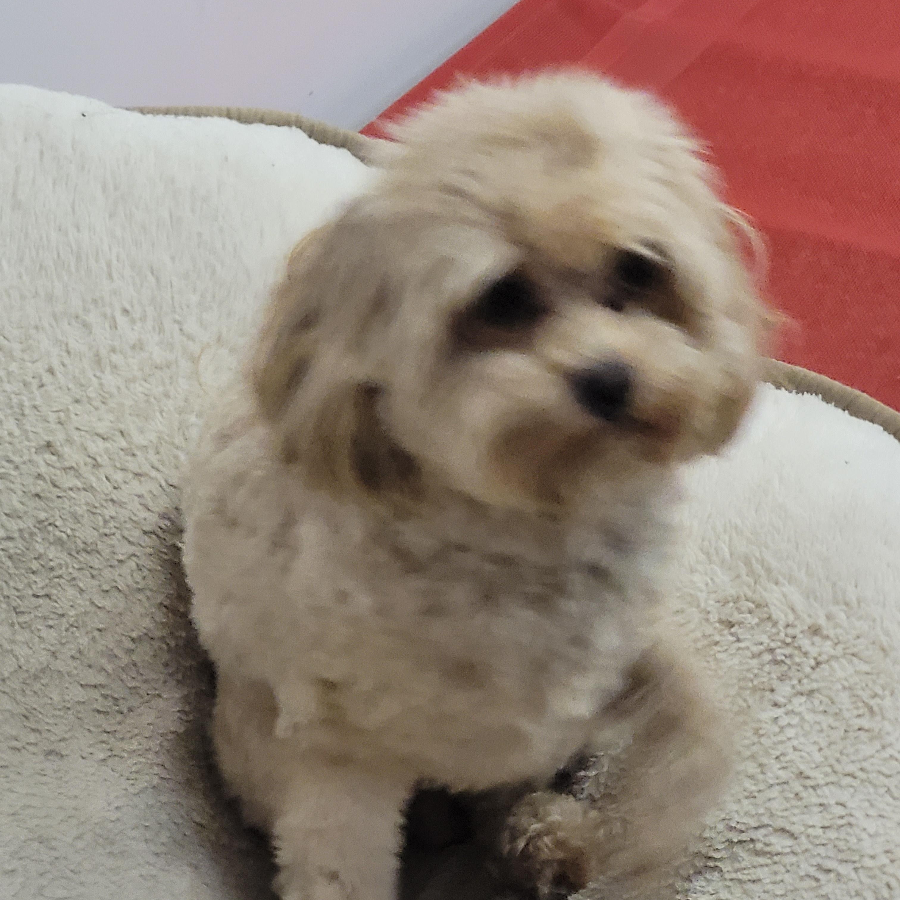 Enlarge Peanut, an adopted mixed breed in Lacombe, AB image 8/8
