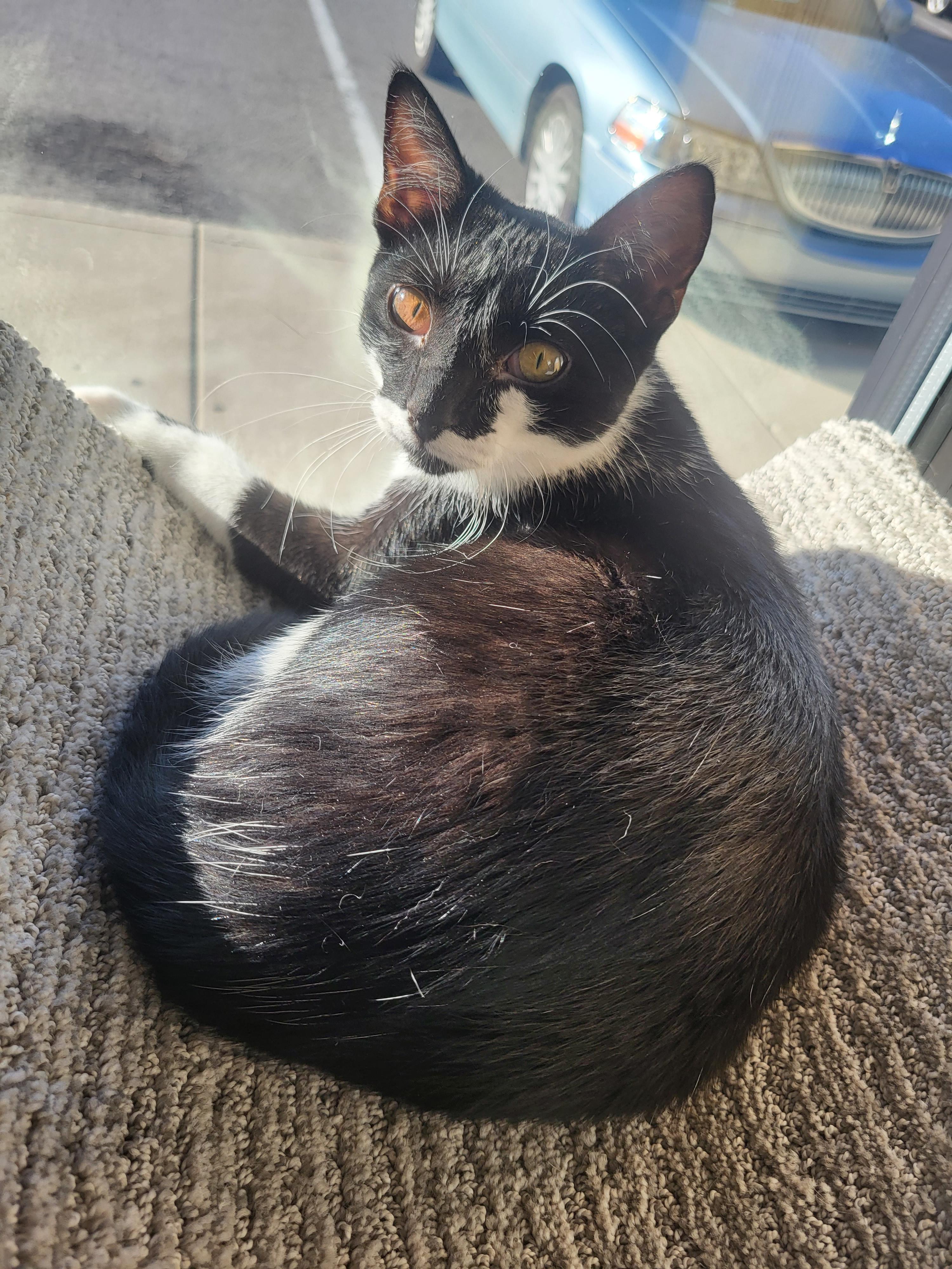 Enlarge Harriet, a Adoptable Domestic Short Hair in Greenwood, IN image 2/3