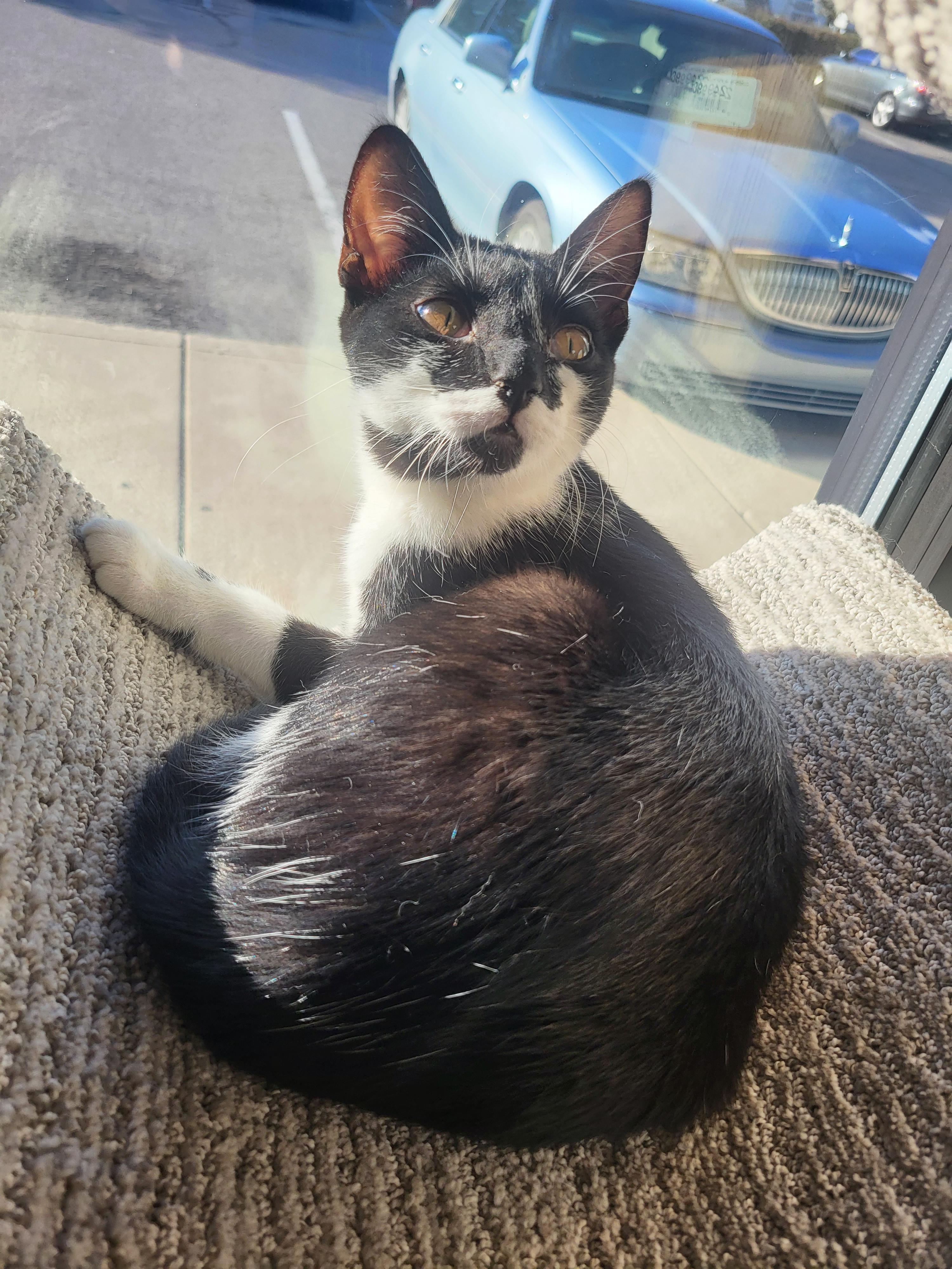 Enlarge Harriet, a Adoptable Domestic Short Hair in Greenwood, IN image 3/3