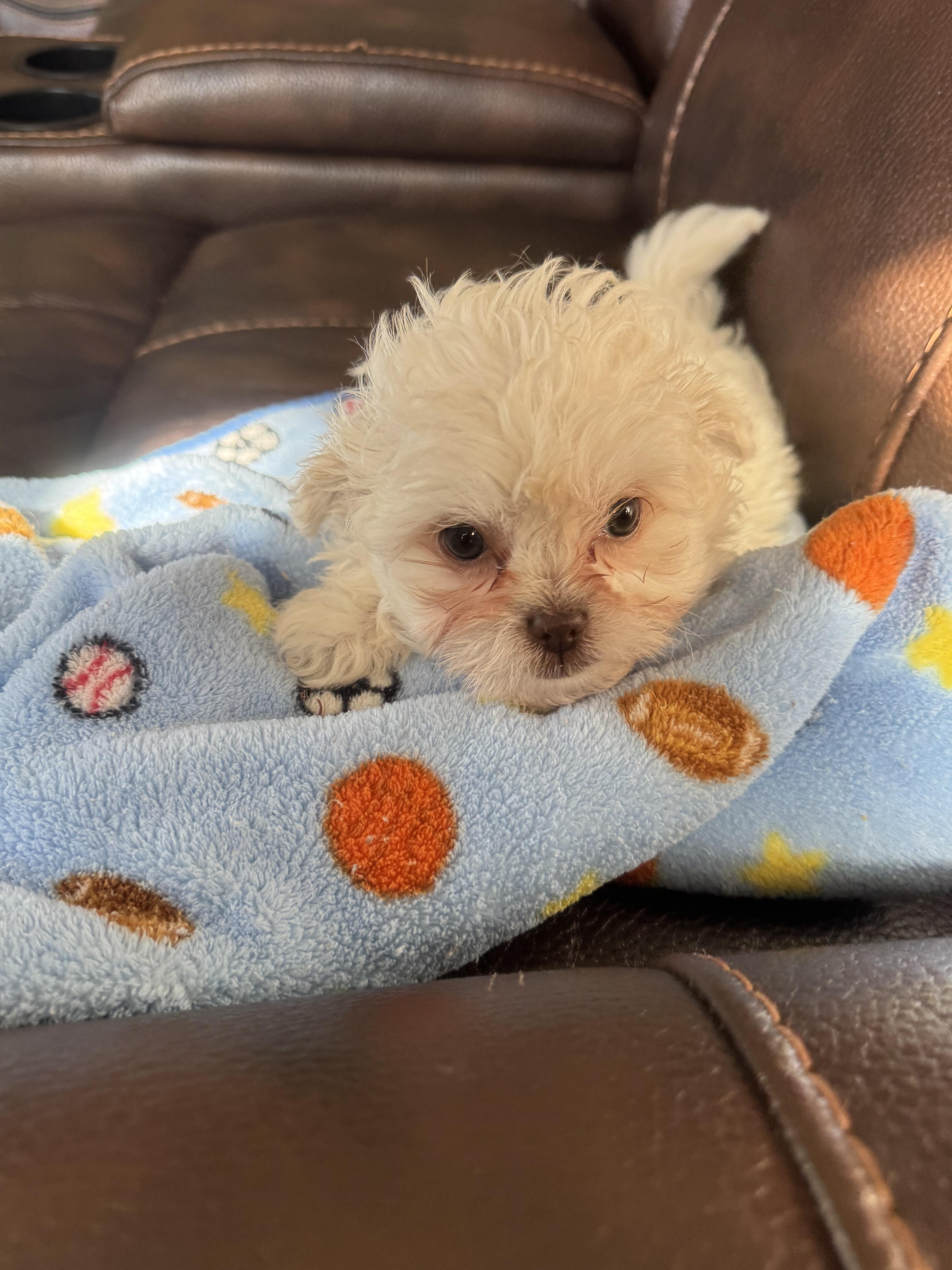 Enlarge Gavin, a ADOPTABLE Poodle (Toy) in Glenwood City, WI image 1/3