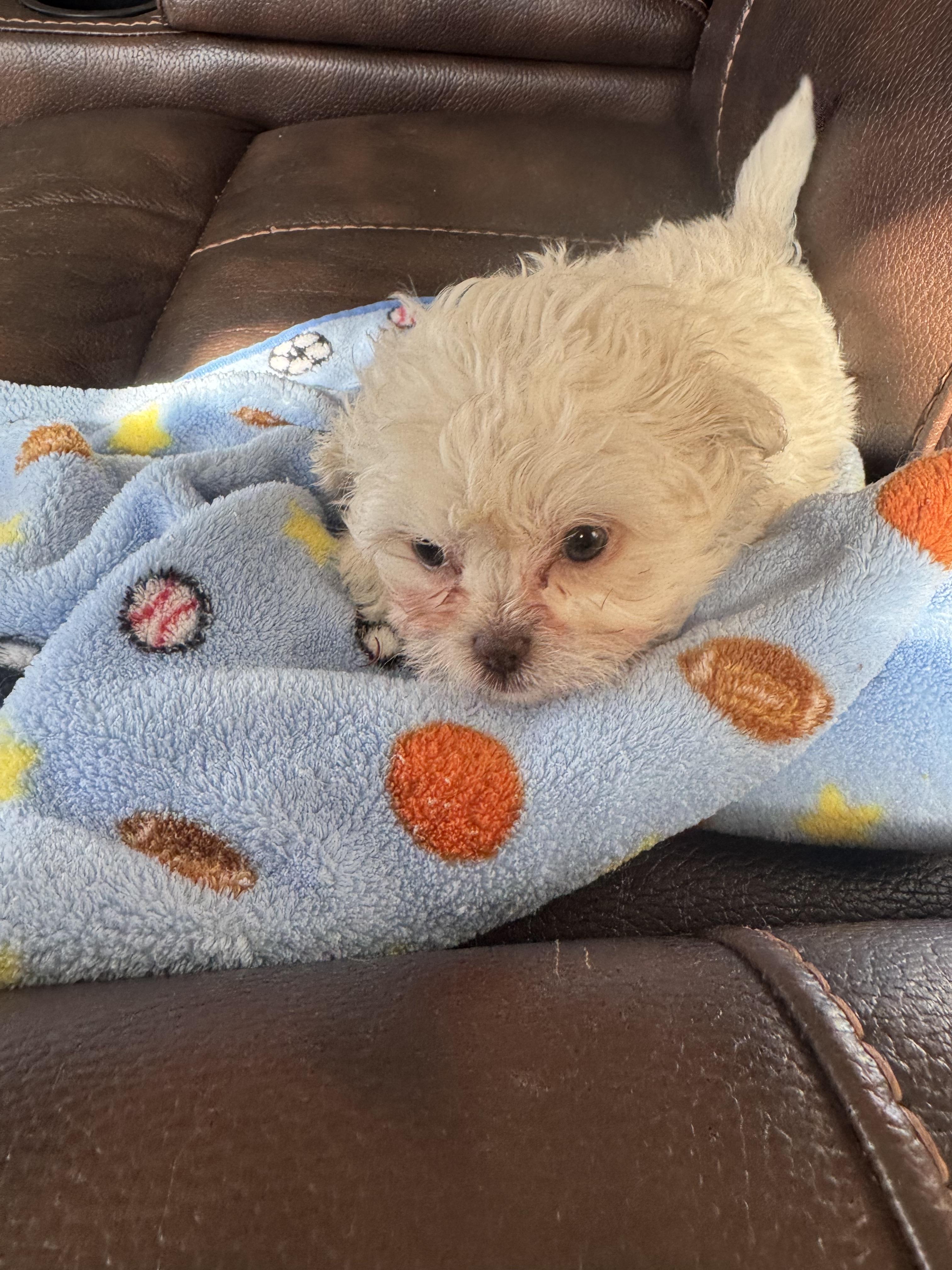 Enlarge Gavin, a ADOPTABLE Poodle (Toy) in Glenwood City, WI image 2/3