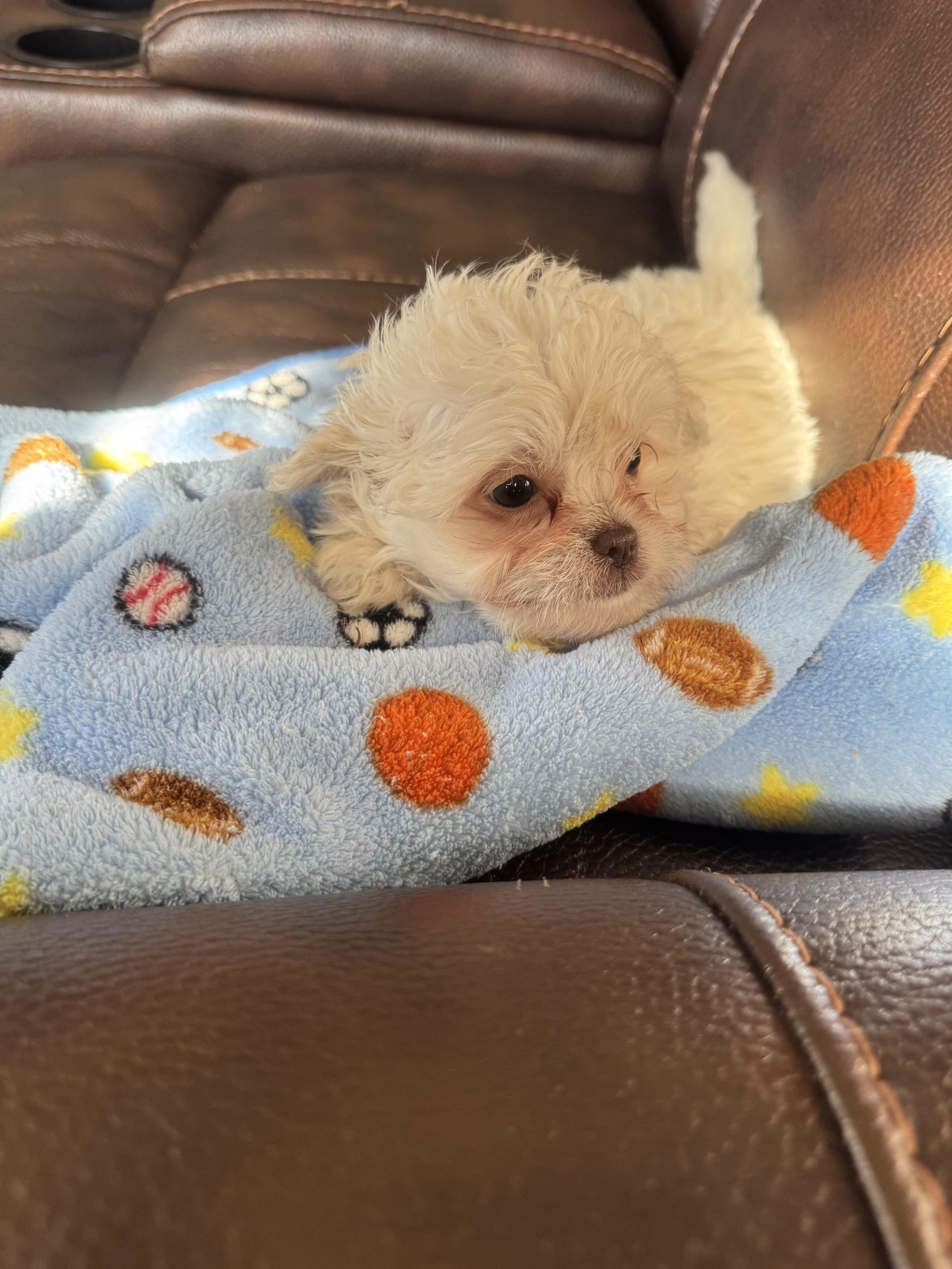 Enlarge Gavin, a ADOPTABLE Poodle (Toy) in Glenwood City, WI image 3/3
