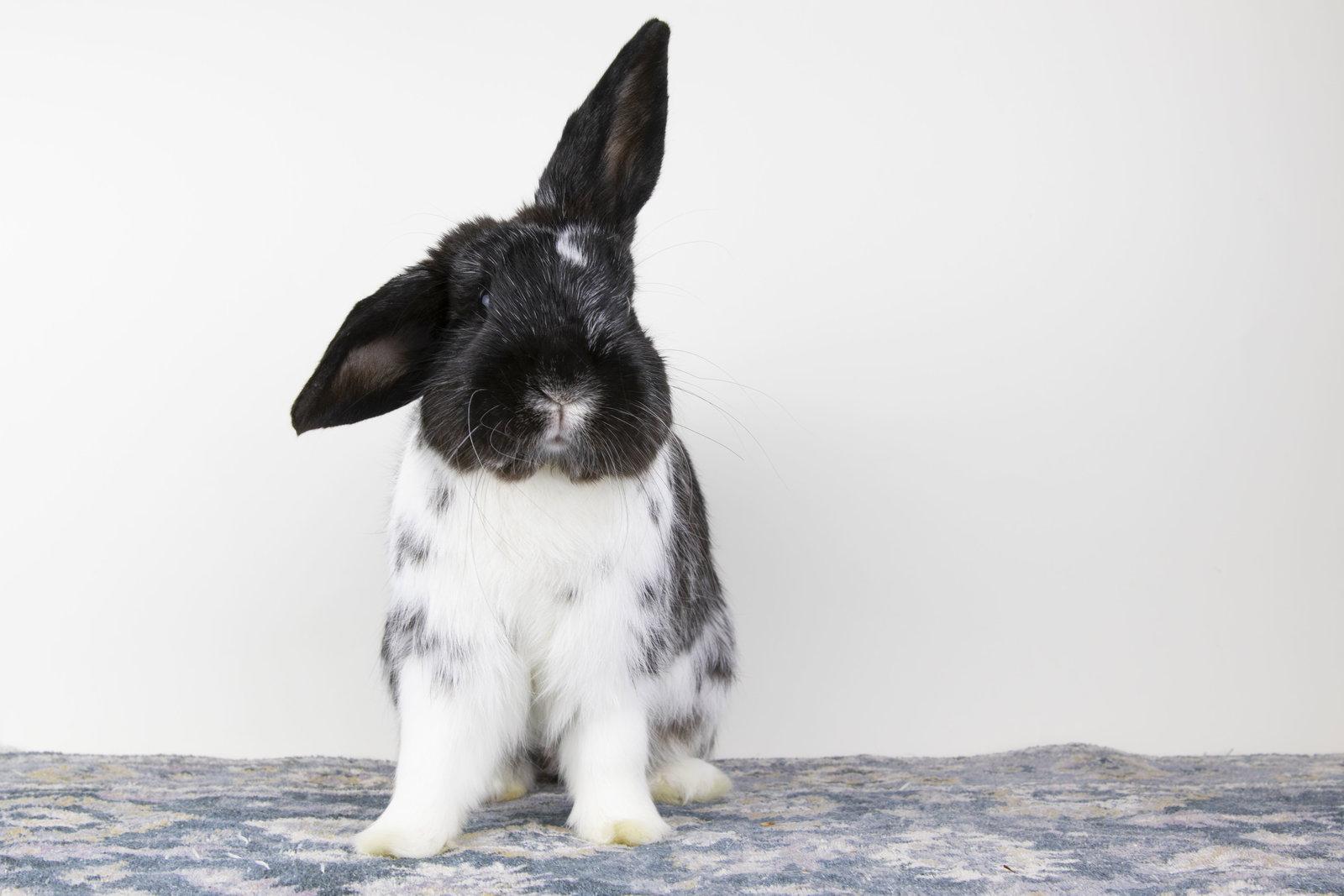 Omar, Adopted, Adult Male Lop Eared.