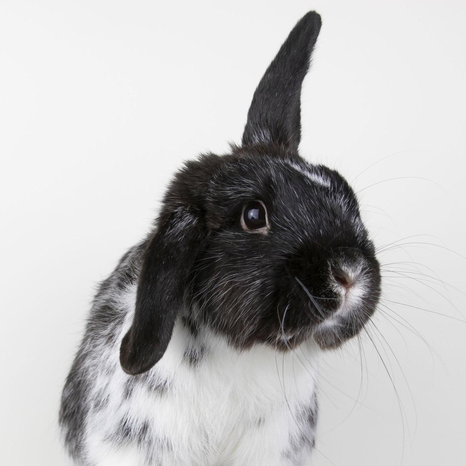 Enlarge Omar, a Adopted Lop Eared in Great Neck, NY image 2/2
