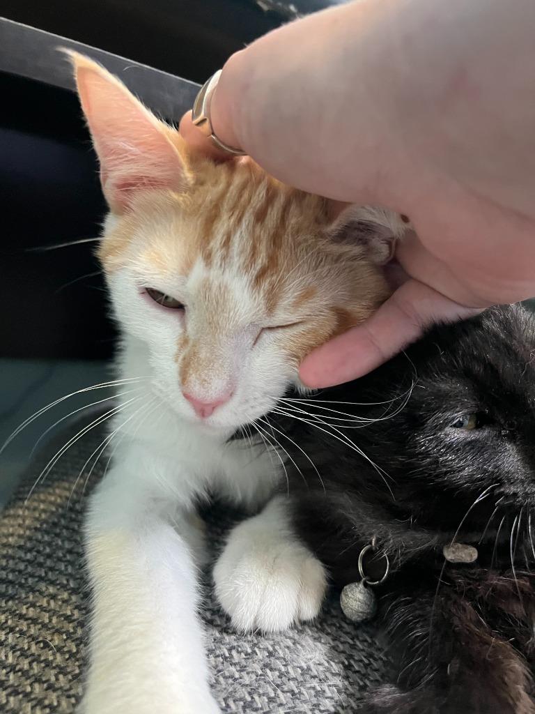 Bolton, Adoptable, Adult Male Domestic Short Hair.