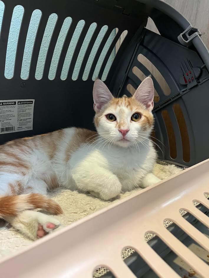 Bolton, Adoptable, Young Male Domestic Short Hair.