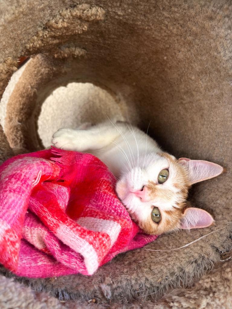 Bolton, a Adoptable mixed breed in Canyon Country, CA image 2/6