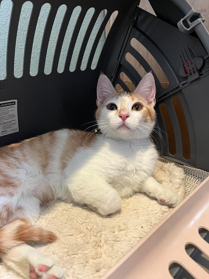 Enlarge Bolton, a Adoptable mixed breed in Canyon Country, CA image 3/6