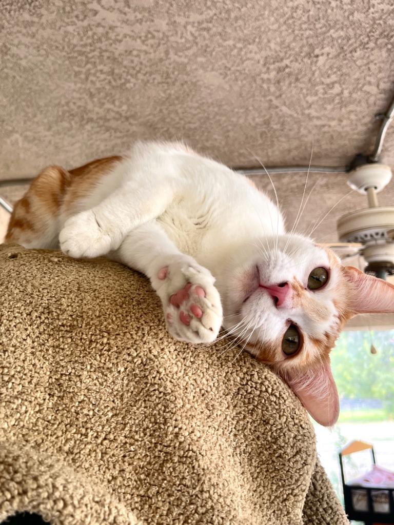 Enlarge Bolton, a Adoptable mixed breed in Canyon Country, CA image 5/6