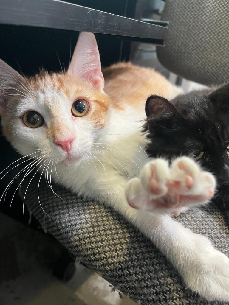 Enlarge Bolton, a Adoptable mixed breed in Canyon Country, CA image 6/6