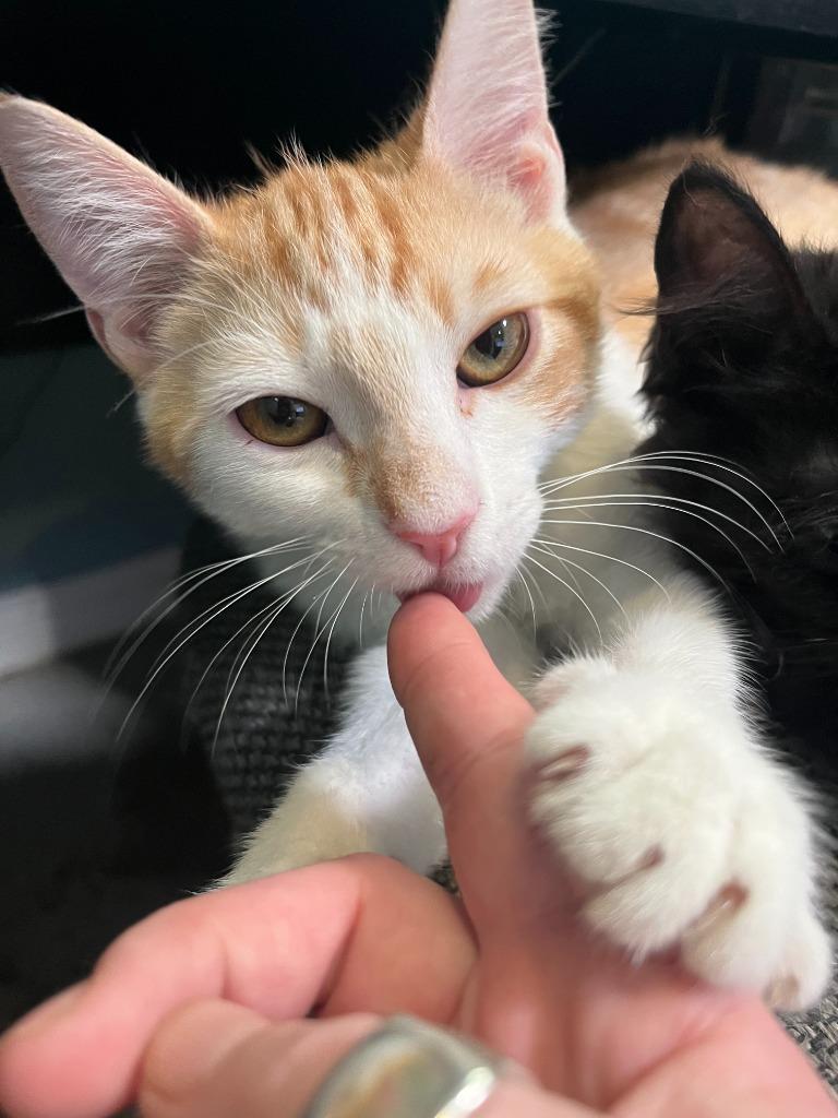 Enlarge Bolton, a Adoptable mixed breed in Canyon Country, CA image 6/6