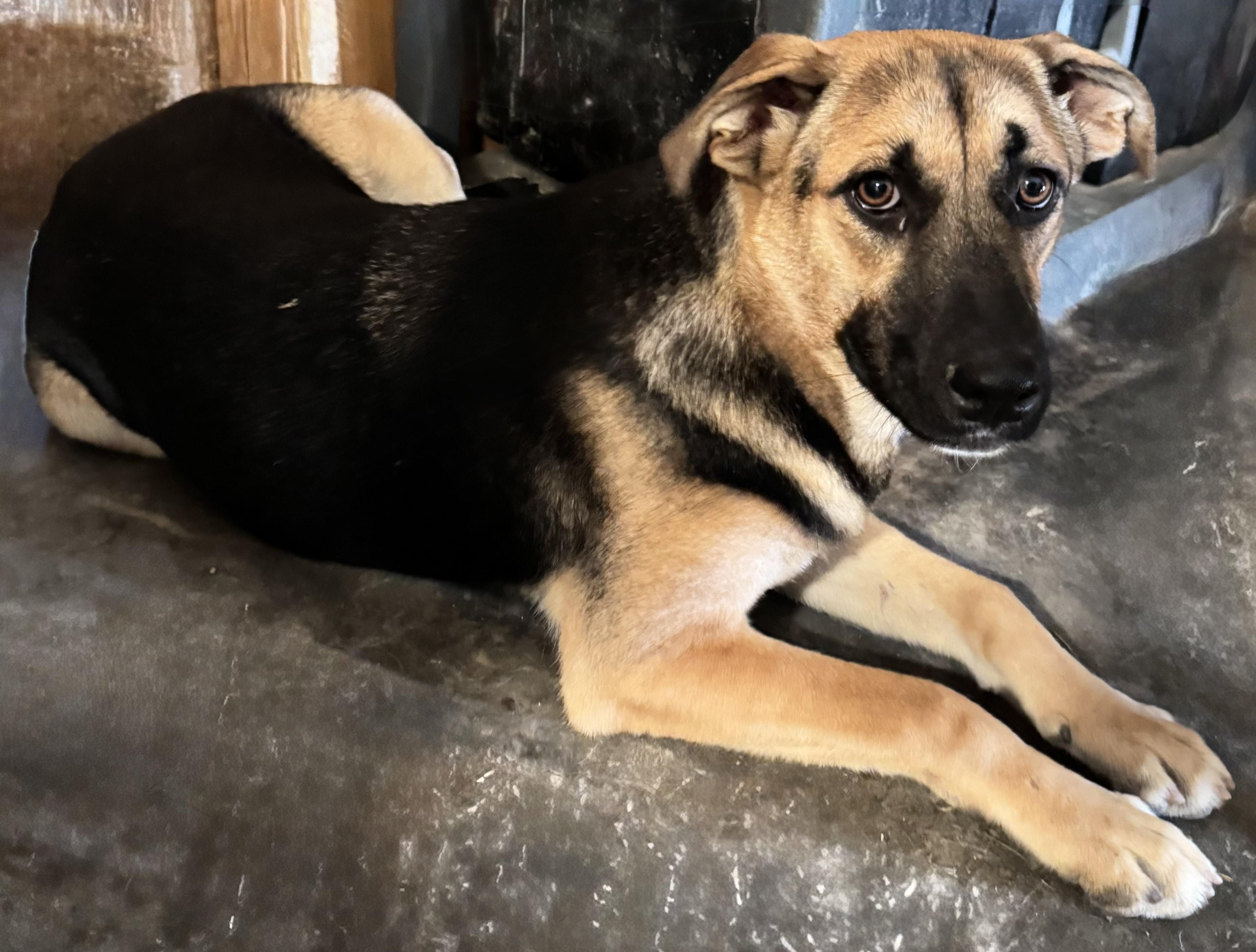 Enlarge Julia, a Adoptable mixed breed in Cumby, TX image 2/4