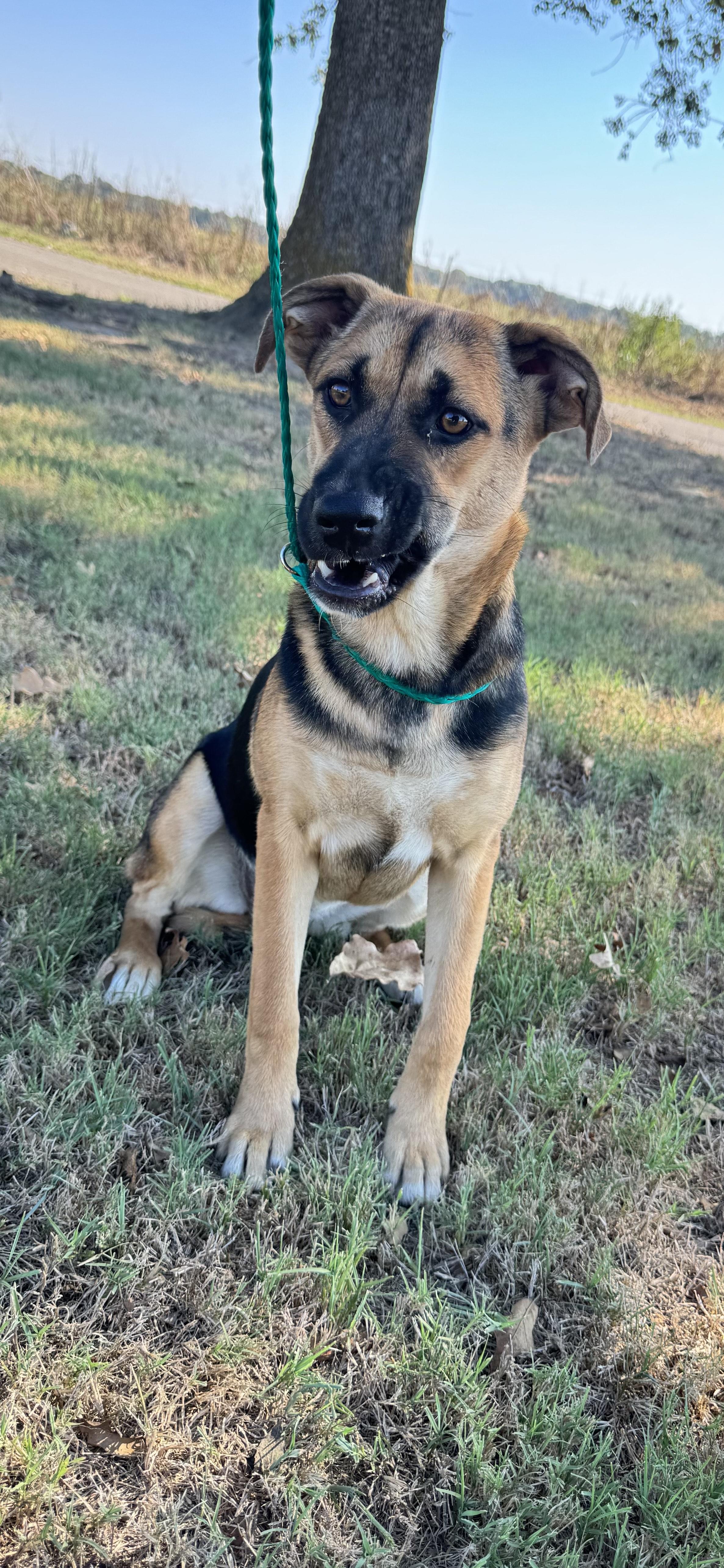 Enlarge Julia, a Adoptable mixed breed in Cumby, TX image 3/4