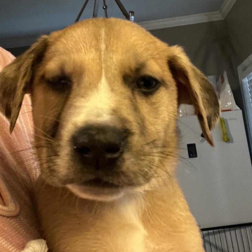 Blue Collar, Adoptable, Puppy Male Mountain Cur & Cattle Dog.