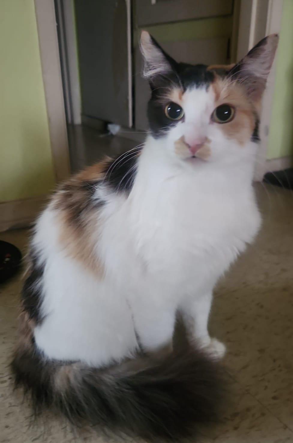 SOL, a Adoptable Calico in Santa Ana, CA image 2/4