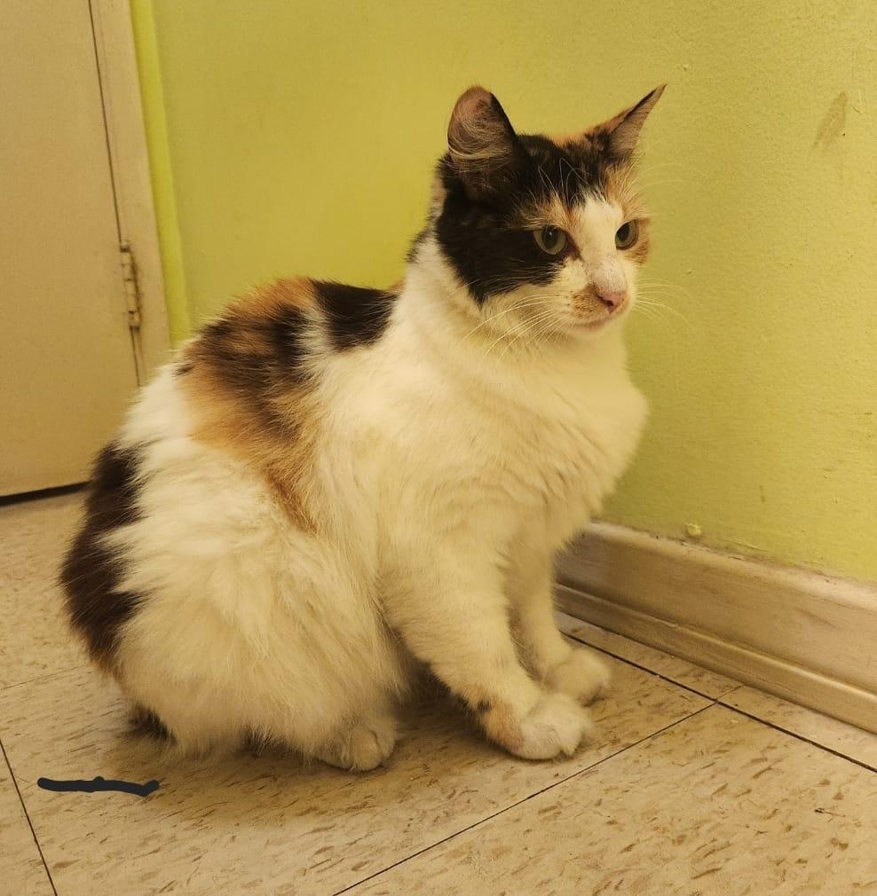 SOL, a Adoptable Calico in Santa Ana, CA image 3/4