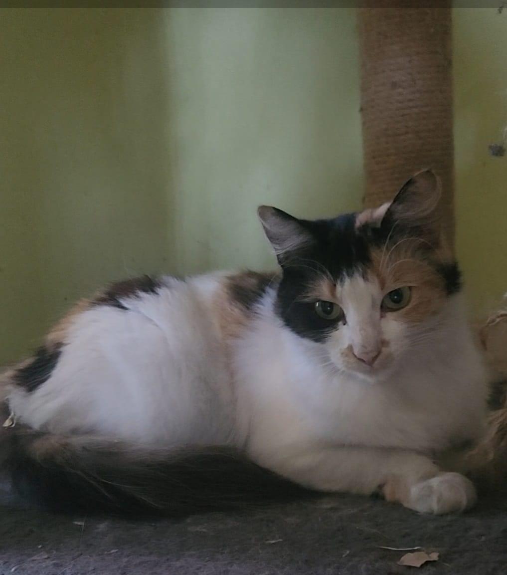 SOL, a Adoptable Calico in Santa Ana, CA image 4/4