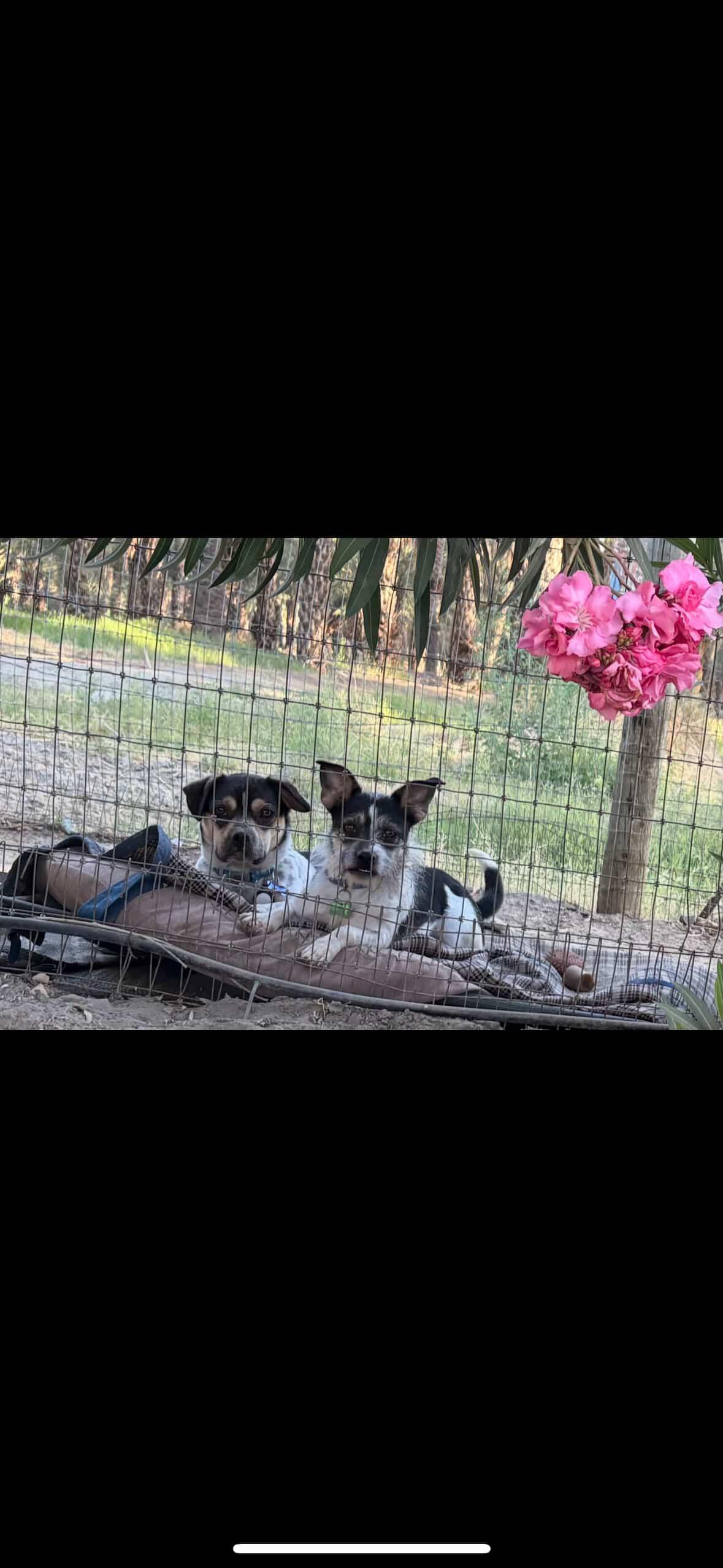 The Beagle Bros