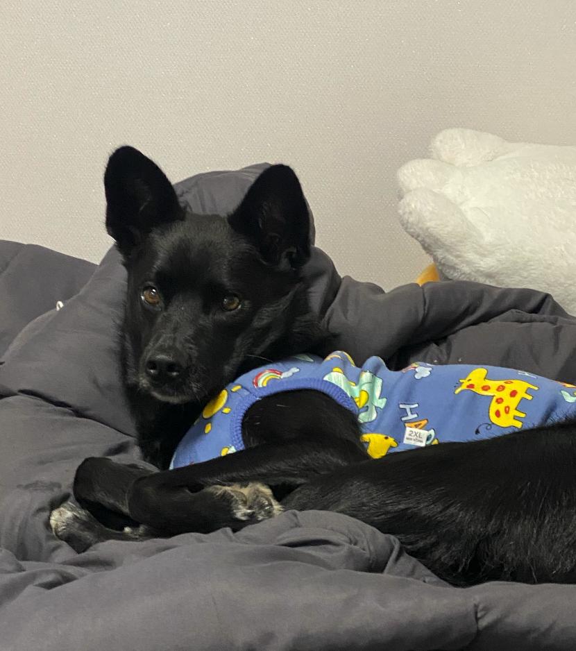 Enlarge Louis , a Adoptable mixed breed in Manchester , NH image 5/5