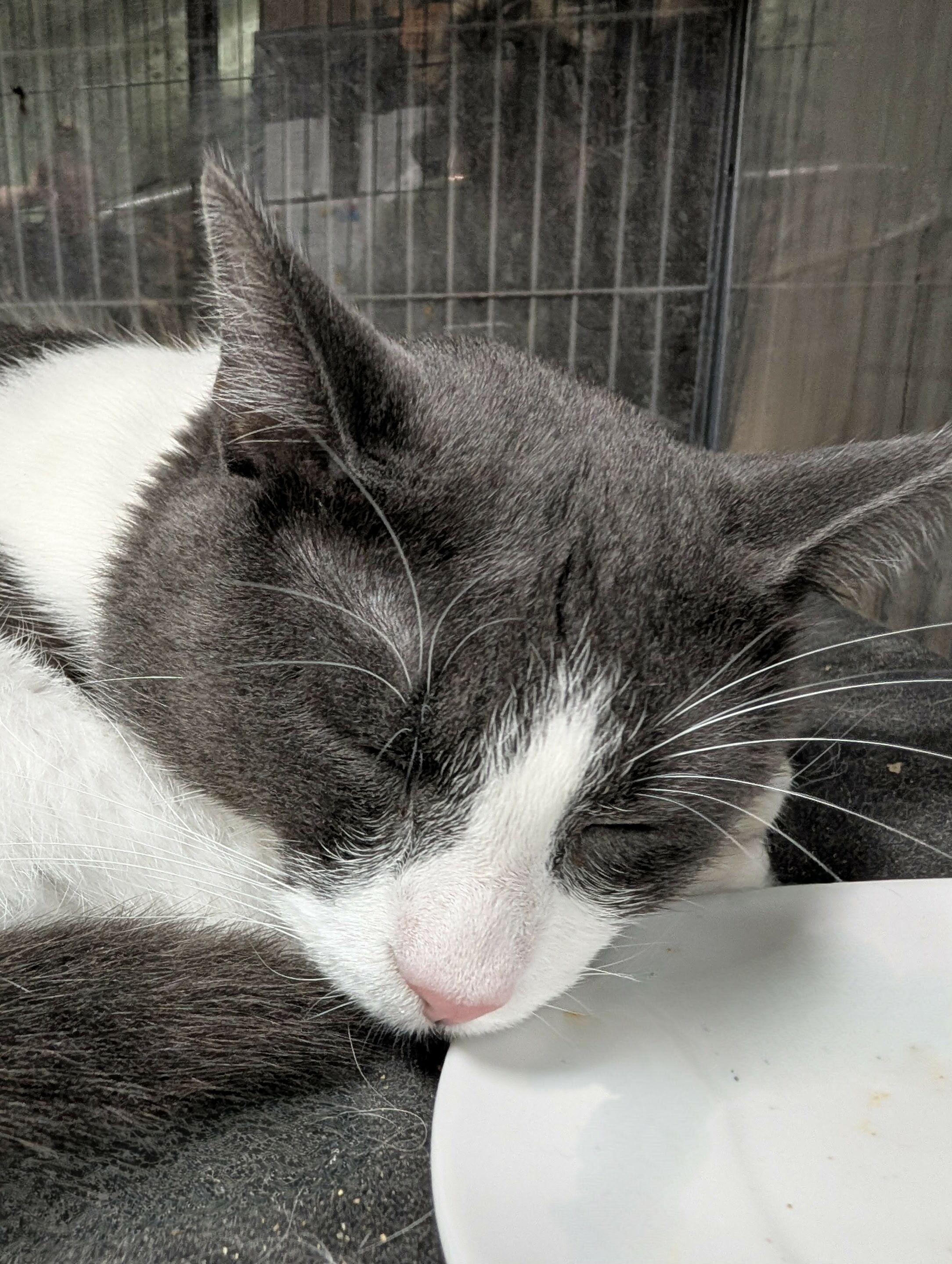 Enlarge RICO (bonded with LORENZO & PEDRO), a Adoptable Domestic Short Hair in Tillsonburg, ON image 4/4