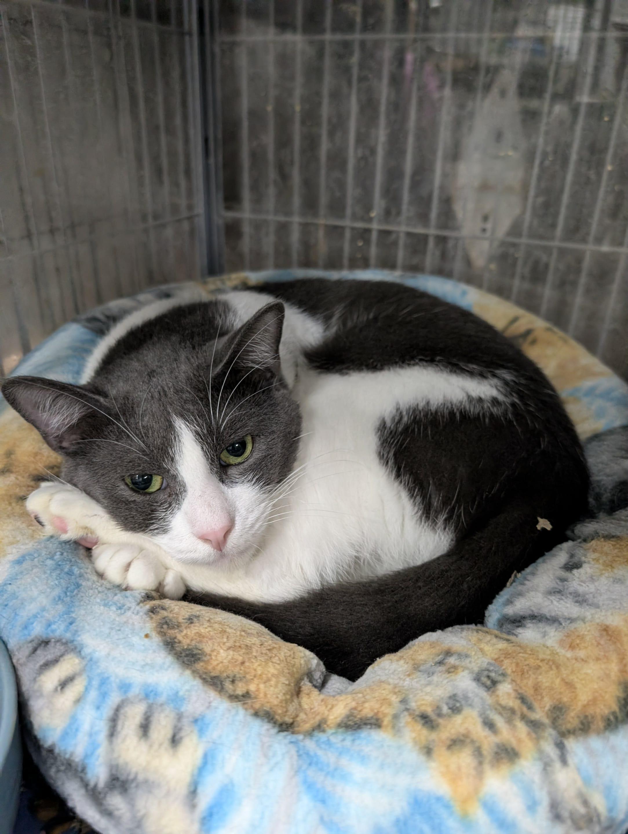 RICO, Adoptable, Adult Male Domestic Short Hair.
