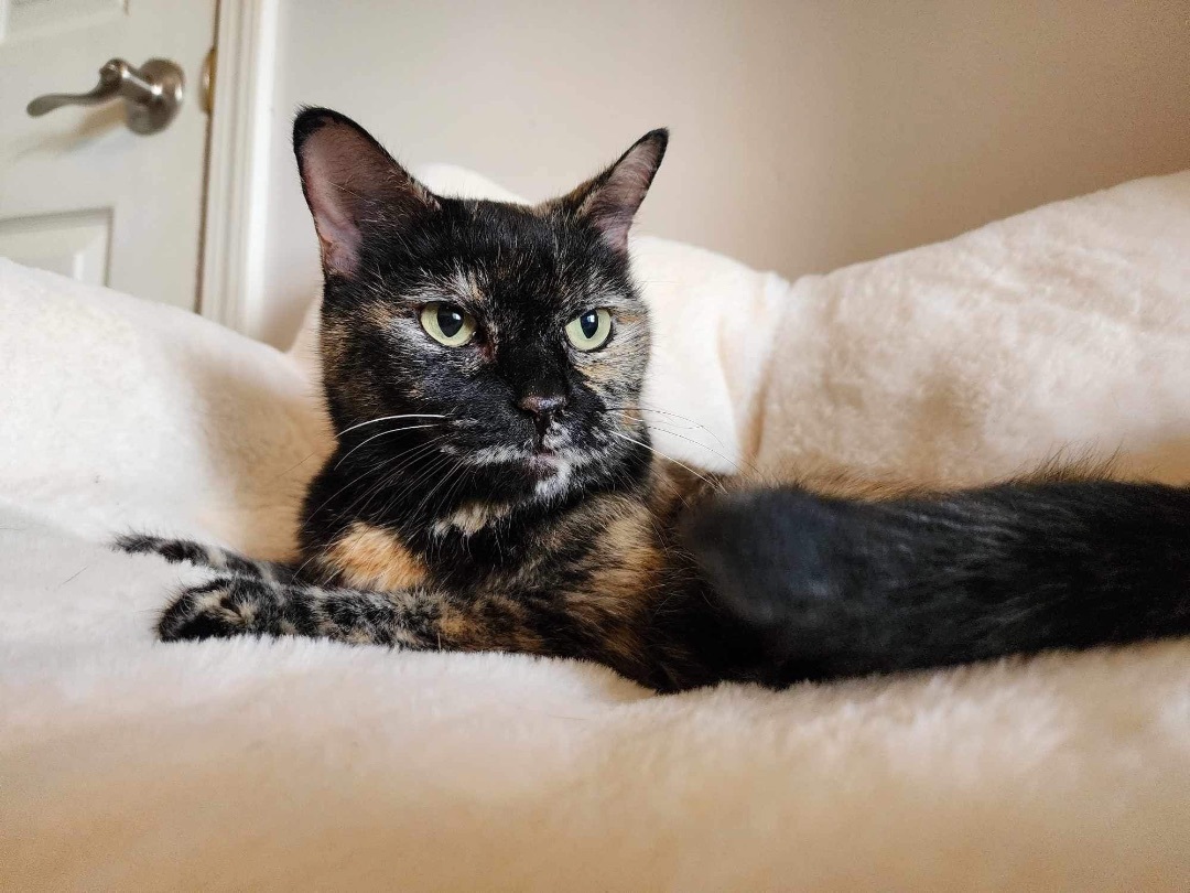 Shawna, adoptable, Senior Female Tortoiseshell & Domestic Short Hair.