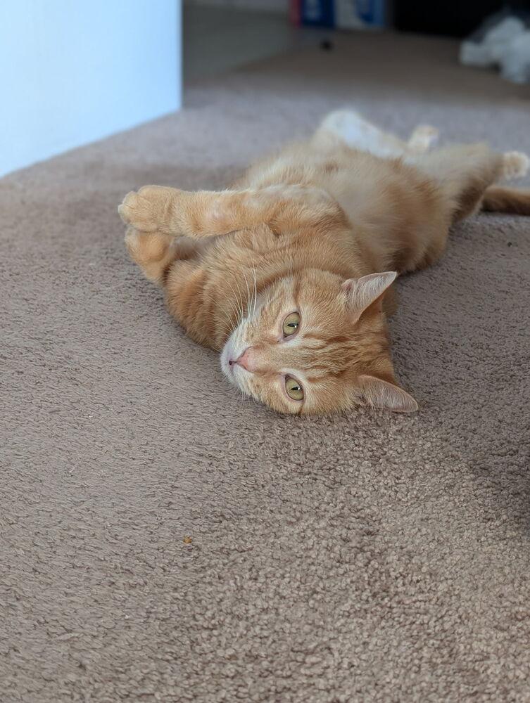 Charlie, Adoptable, Adult Male Domestic Short Hair & Tabby.