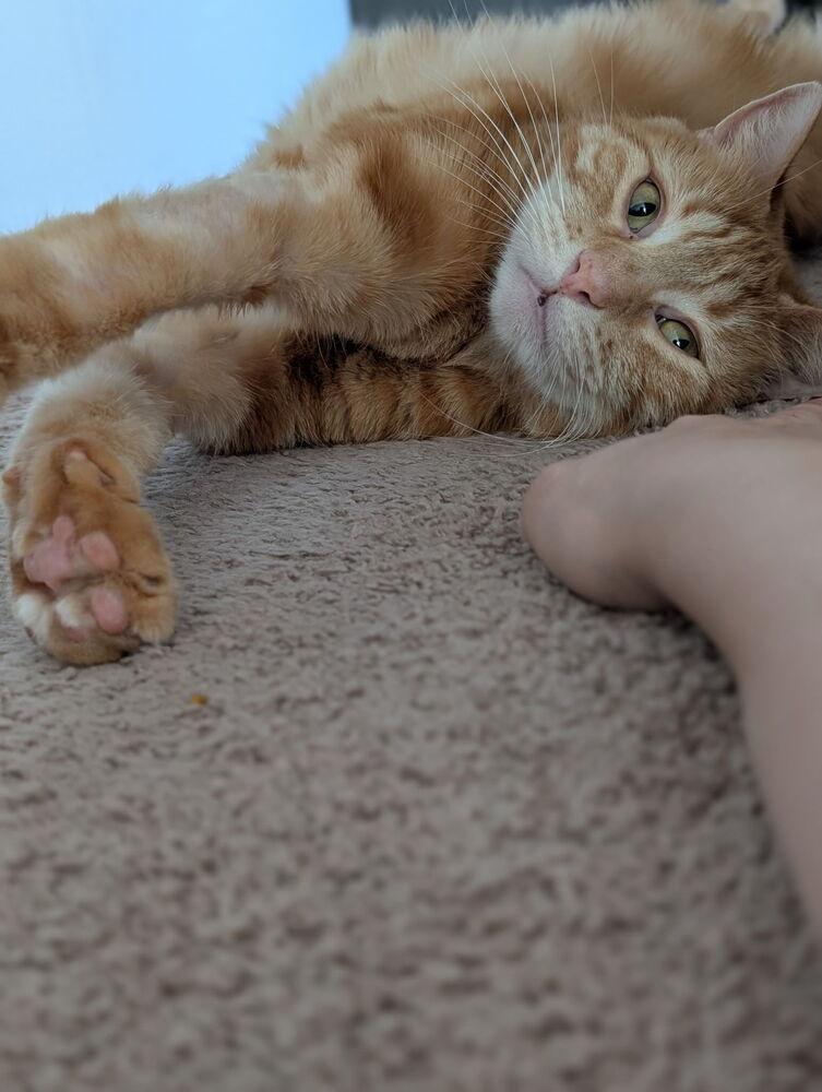 Charlie, a Adoptable mixed breed in Vienna , VA image 2/6