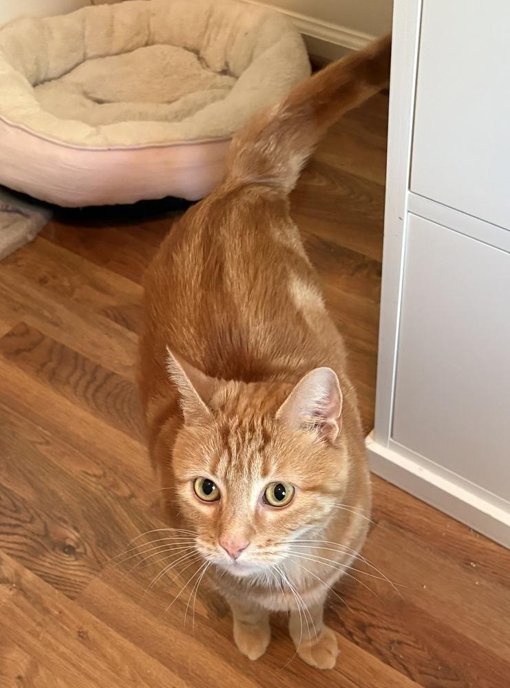 Charlie, a Adoptable mixed breed in Vienna , VA image 3/6