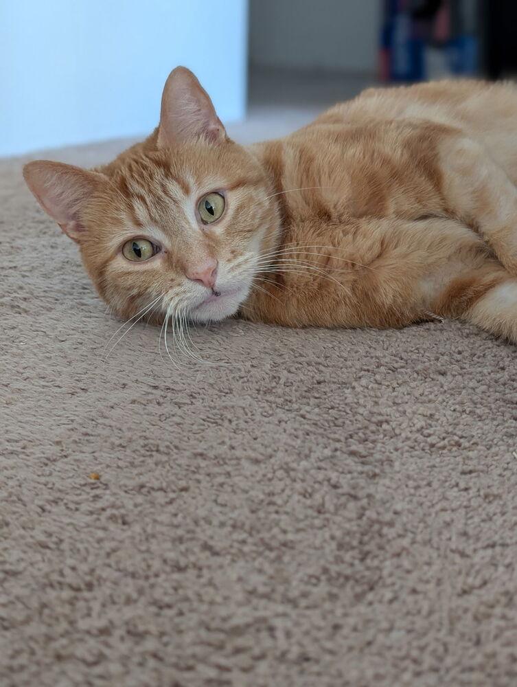 Charlie, a Adoptable mixed breed in Vienna , VA image 4/6