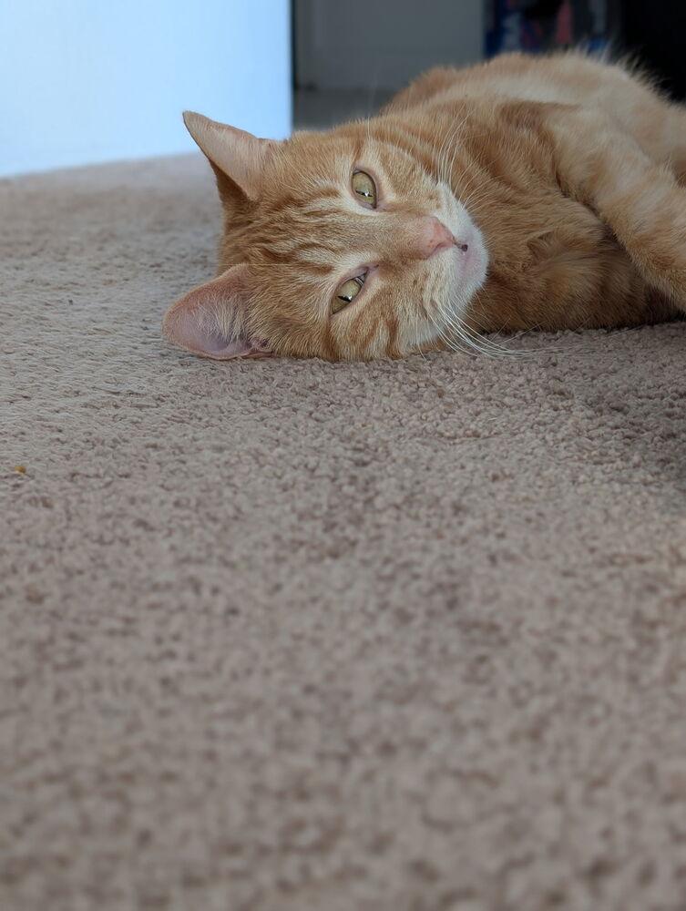 Charlie, a Adoptable mixed breed in Vienna , VA image 5/6